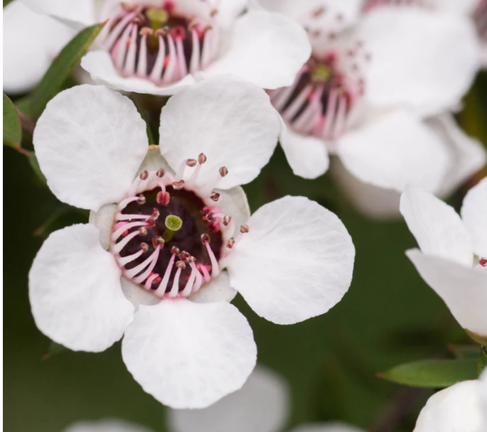 Colonia Hidratante Natural para Perros – smith&burton Aroma No.1 | Refresca y Cuida el Pelaje (125 ml)